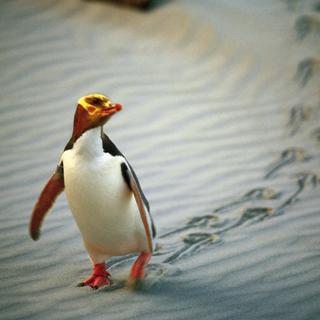 Yellow-eyed Penguin, Dunedin