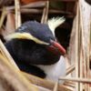 Die seltenen einheimischen Pinguine sind in Fiordland beheimatet.