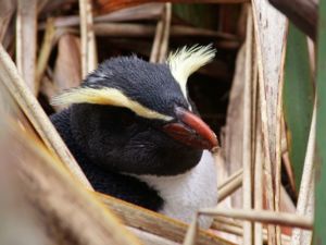 Discover native penguins in Fiordland