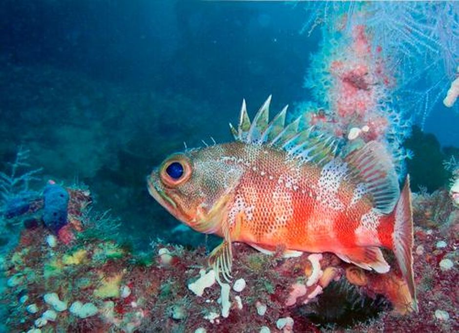 Under the fiords, deep-water species roam dive able depths.