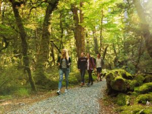 Everywhere you go in New Zealand, there are tracks leading off through native forests to waterfalls, lakes or spectacular mountain views.