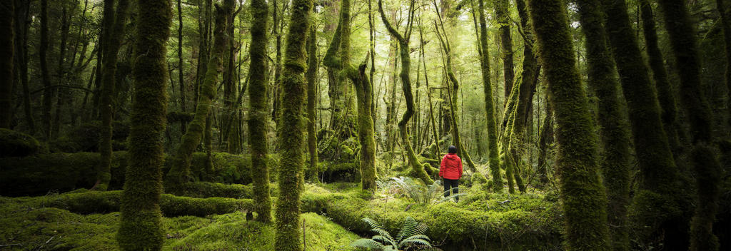 "It's so silent, you can almost hear the trees breathe," says William Patino of the Lake Gunn nature walk in Fiordland National Park.