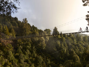 Travel through ancient forests and suspension bridges on this meandering north island trail.