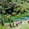 Te Waihou Walkway - Blue Springs