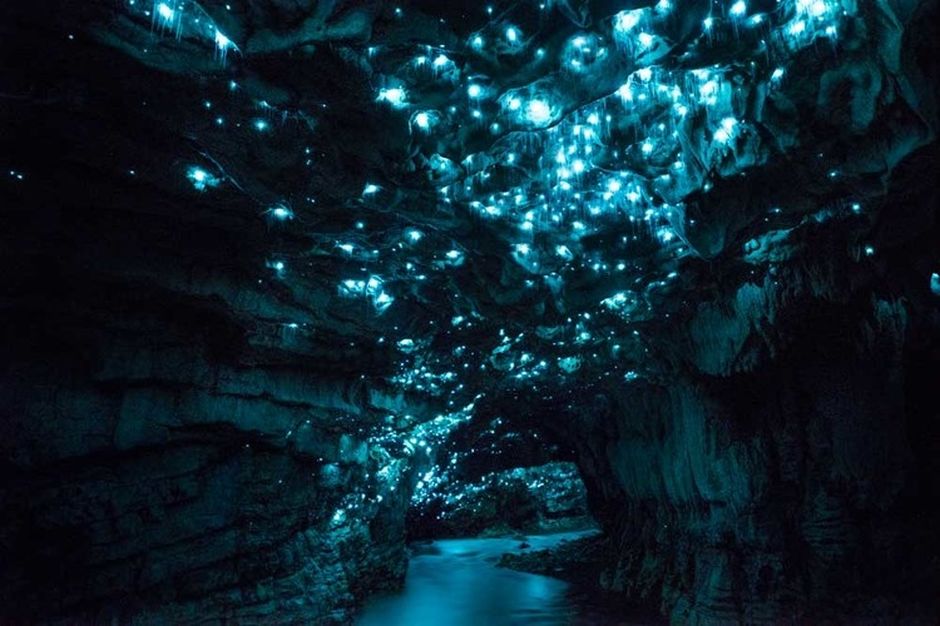 Luminescence of glow worms.