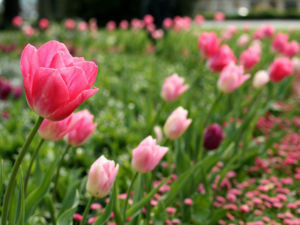 Im Frühling blühen bunte Tulpen.