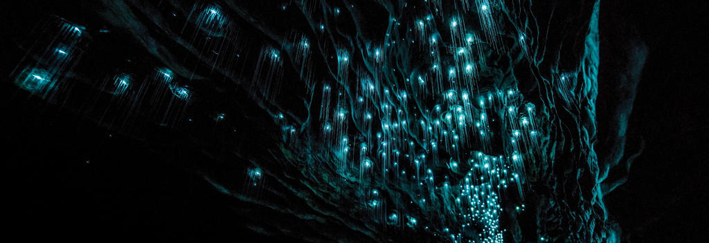 Waitomo Glowworm caves