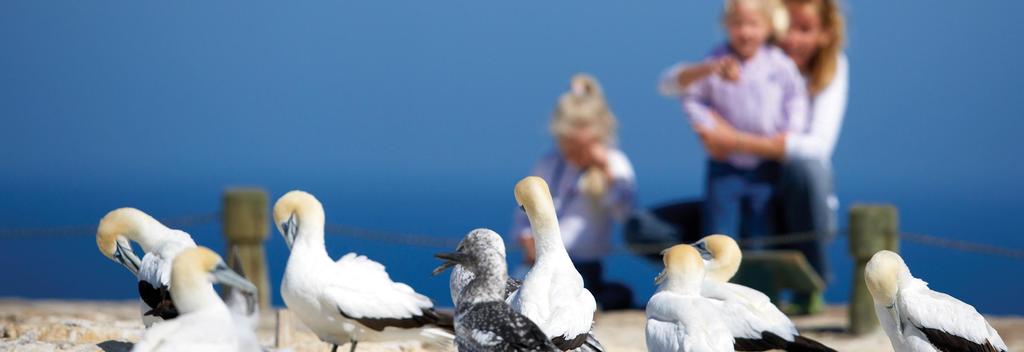 拐子角塘鹅保护区（Cape Kidnappers Gannet Reserve）拥有两个塘鹅栖息地。