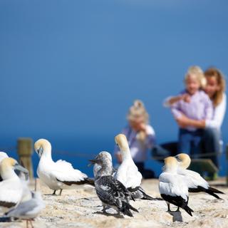 拐子角塘鹅保护区（Cape Kidnappers Gannet Reserve）拥有两个塘鹅栖息地。