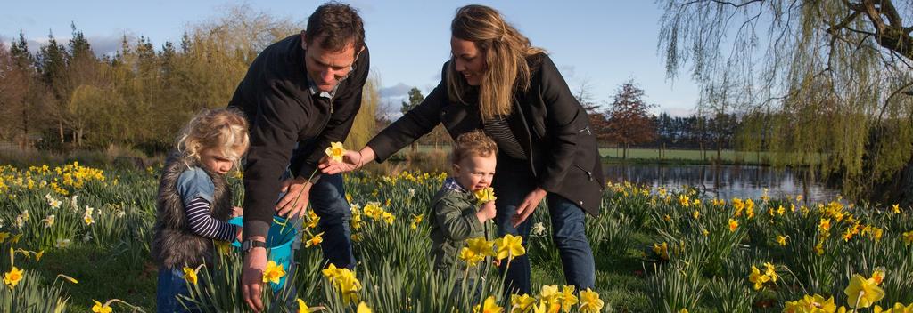 Daffodils in Waipukurau