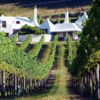 Te Mata Estate, Hawke's Bay.