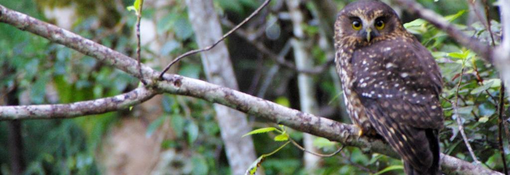 Morepork out during the day