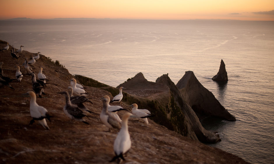 The world's largest mainland gannet colony at Cape Kidnappers, Hawke's Bay