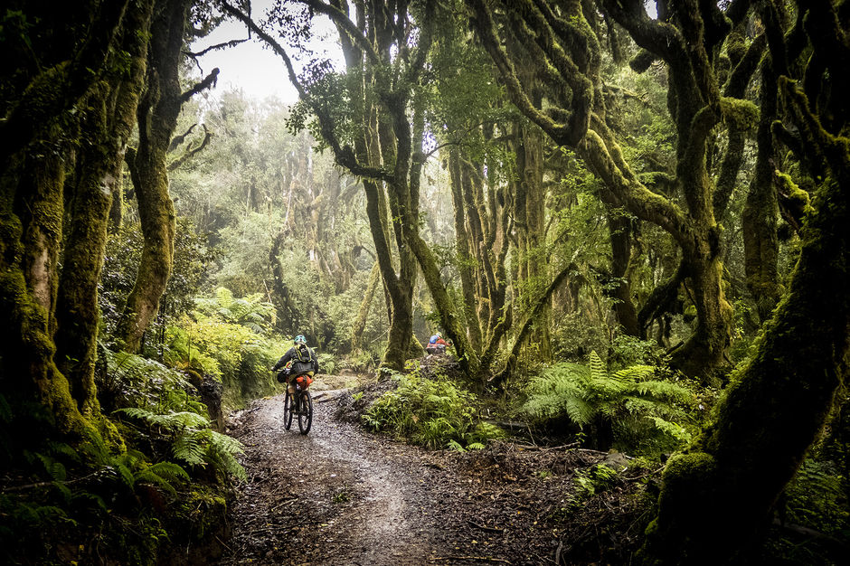 Following old logging roads and tramlines, The Timber Trail traverses an exotic forest in the heart of the North Island.