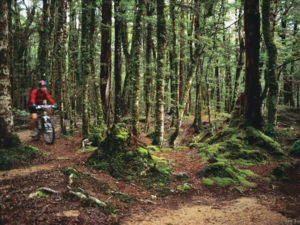 Cruise through the forest or blast around the hills - mountain biking is a great way to enjoy Nelson