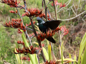 Der auffällige Tui ist bekannt für seinen Gesang.