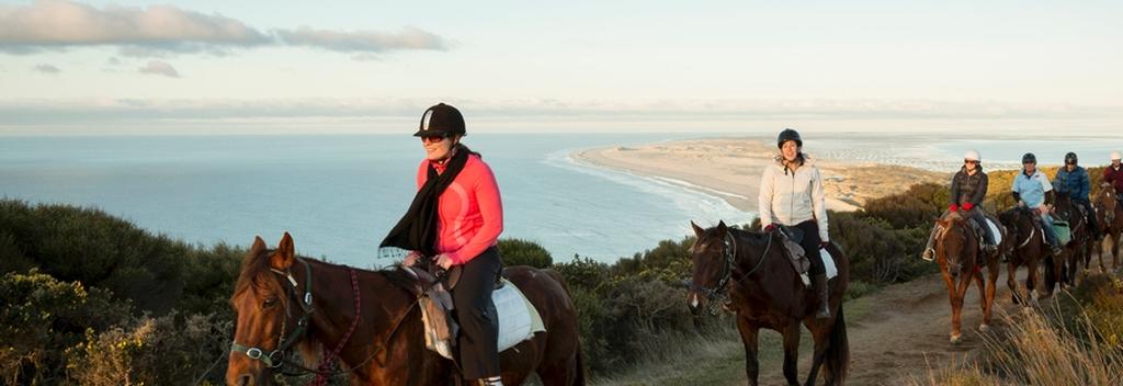 馬に乗り、ネルソンの風光明媚な海岸地帯をトレッキング