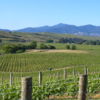 Seresin Vineyards