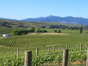 Seresin Vineyards