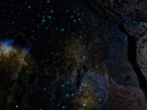 Discover a galaxy of glow worms
