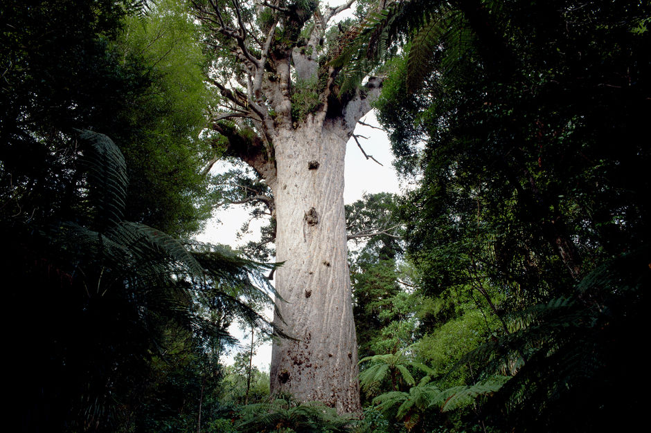 森林之王（Tane Mahuta）是世界上最高大的贝壳杉，以传奇的“森林之王”（Lord of the Forest）命名。