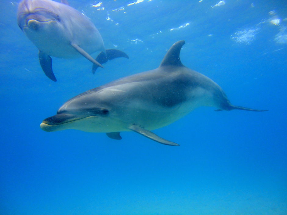 Swim with some of New Zealand's friendliest creatures in the Bay of Islands.