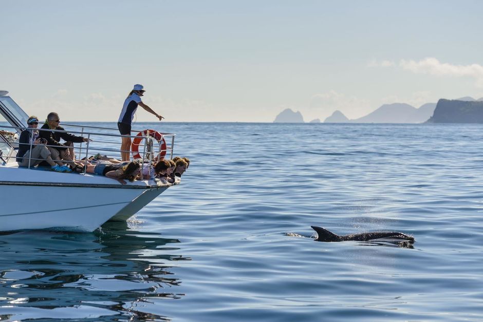 Triff die Einheimischen der Bay of Islands. Die Delfine begrüßen dich zum ultimativen Backpackingabenteuer in Neuseeland.