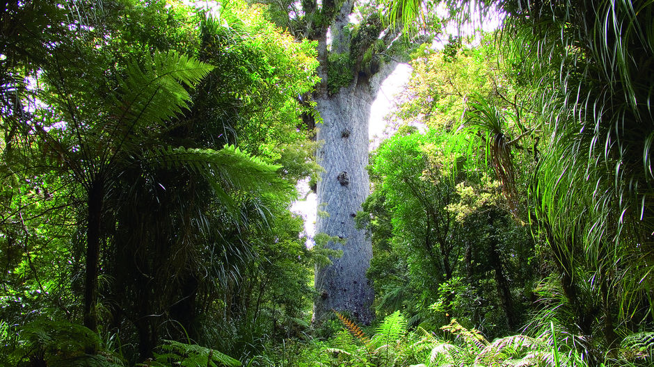 Tane Mahuta, Neuseeland größter Kauri Baum.