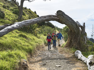 Mangawhai Cliffs Walkway