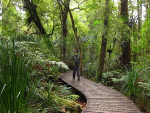 One of the walkways in the Waipoua Forest