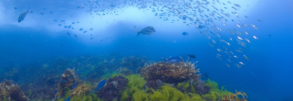 Die Poor Knights Islands sind ein Meeres- und Naturschutzgebiet, das von spektakulären Unterwasserhöhlen & einzigartigen Meeresbewohnern geprägt ist.