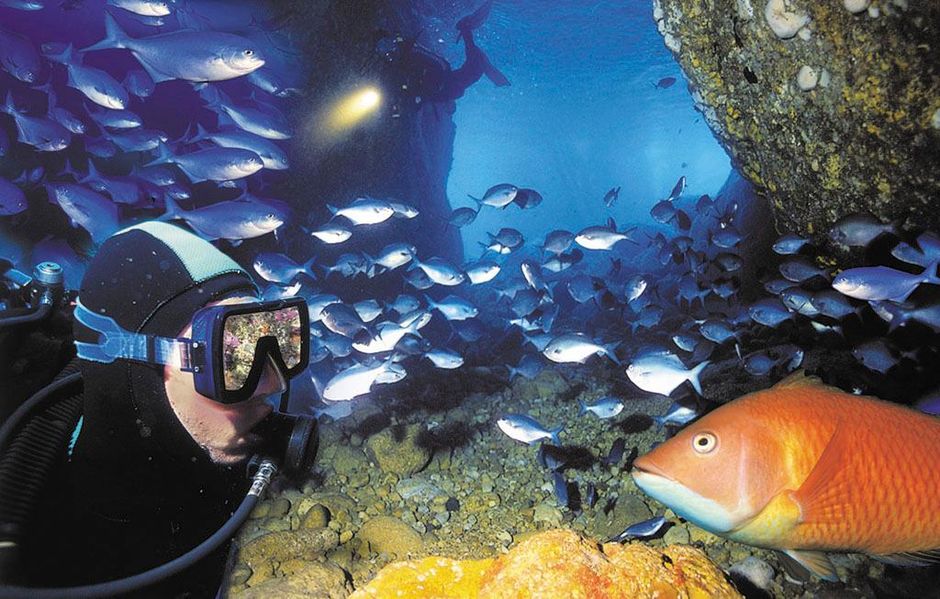 たくさんの亜熱帯魚が生息するプアー・ナイツ・アイランズはダイビングスポットとして有名です。