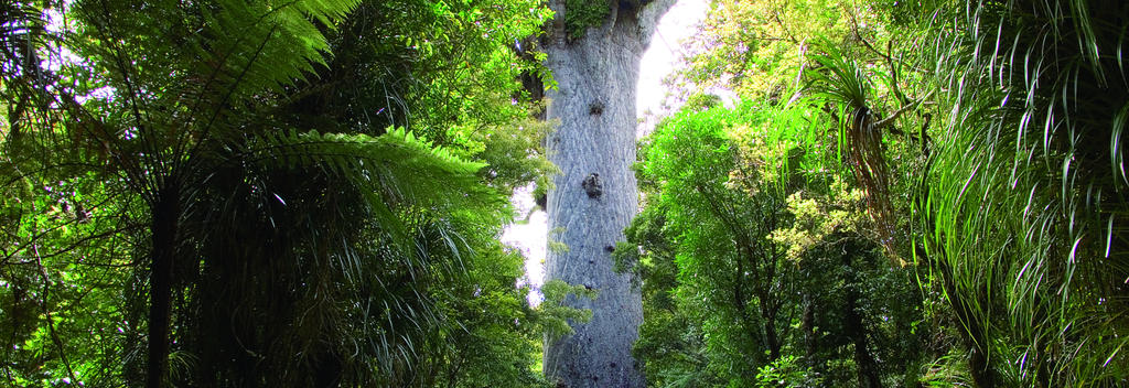Tāne Mahuta, the largest kauri tree in the world, in the Waipoua Forest