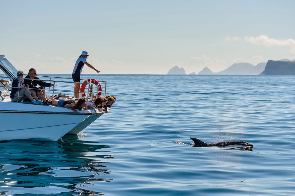 Get on the water and explore Bay of Islands' marine wonders, featuring spectacular wildlife.