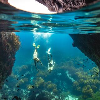 Dive into a marine reserve at Poor Knights Island