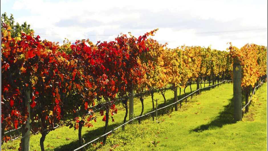 Discover picturesque vineyards on most tours