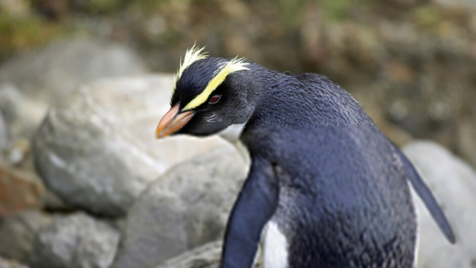 Every year Tawaki penguins breed on the Moeraki Coast between July and December