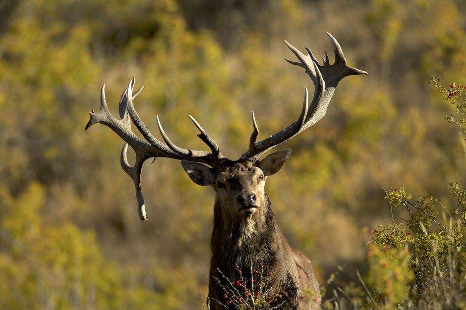 Hunting Red Stag in New Zealand's forests and mountains