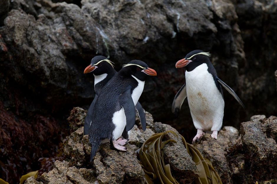 Pinguine der subantarktischen Inseln