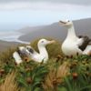 Albatross on the Subantarctic Islands