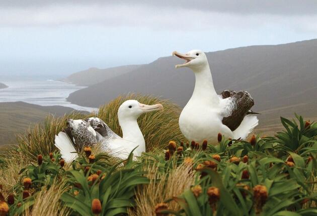 Discover the remote beauty of New Zealand's Subantarctic Islands, rich with unique wildlife and untouched landscapes.