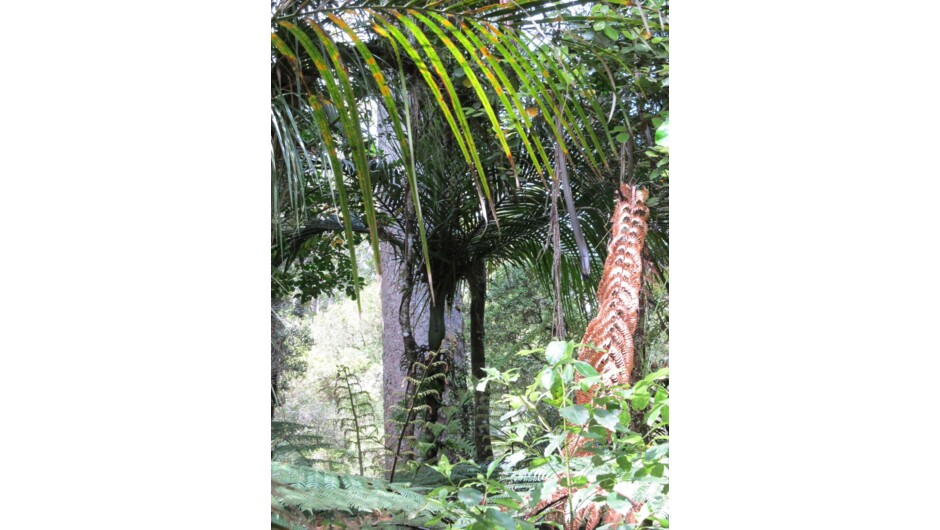 Giant Kauri Stand sentinel over the lush Puketi Rainforest in the Bay of Islands