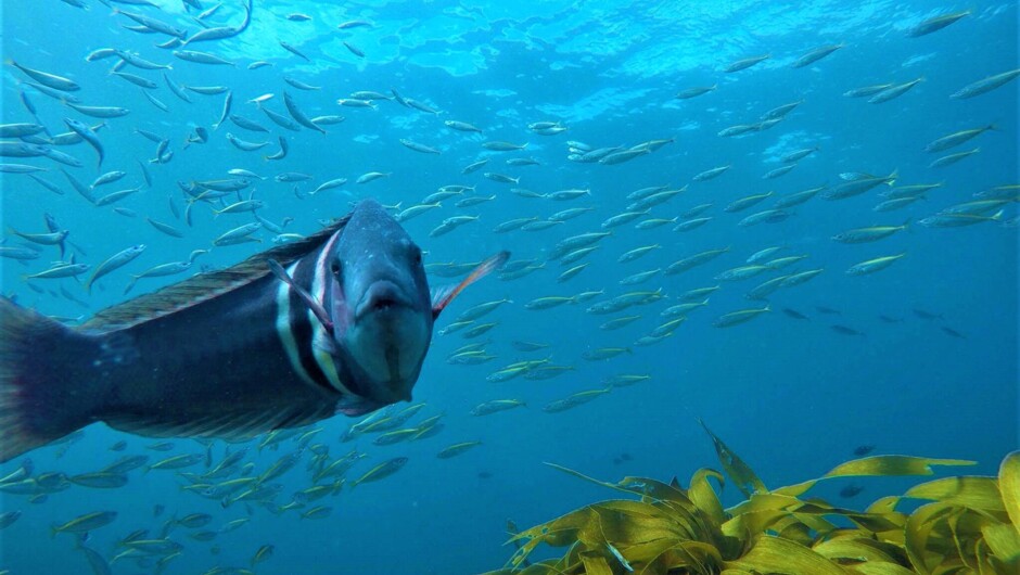 This wrasse smiled for his pic!