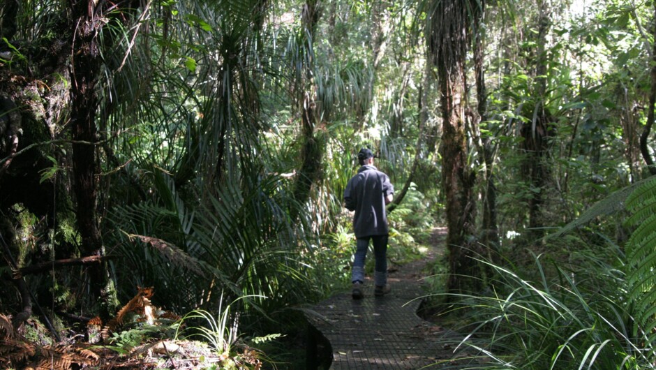 Adventure Puketi - Guided Forest Walks