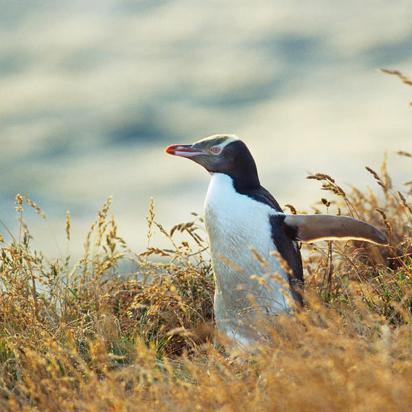 Penguins around the Otago Peninsula.