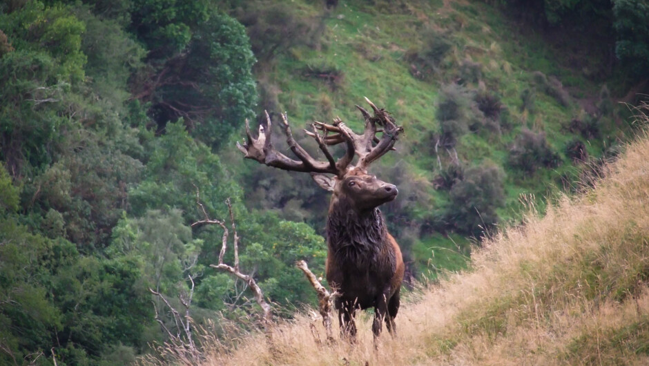 Red Stag