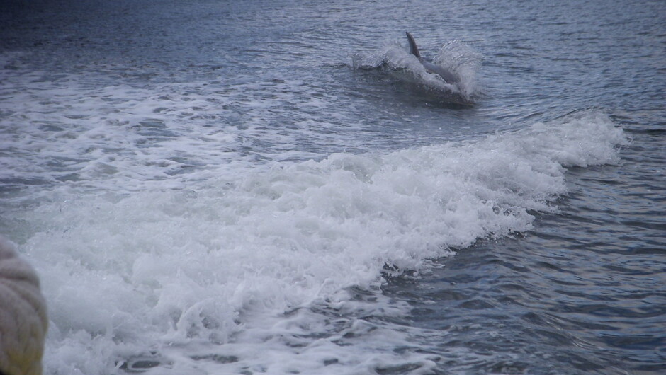 Dolphin following our boat