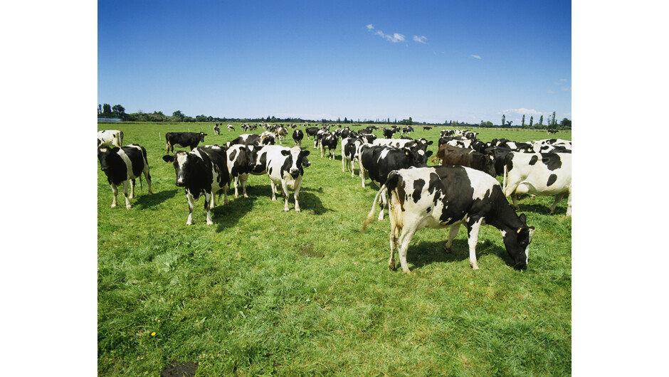 Cows in pasture