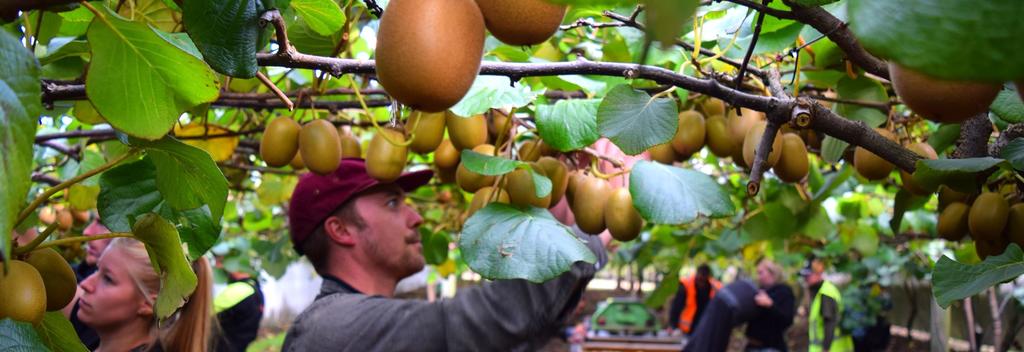 Kiwifruit picking