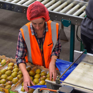 Kiwifruit packhouse